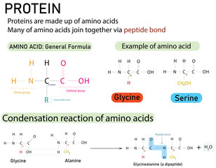 Protein Molecular Structure showing Amino Acid Building Blocks and a dipeptide formation.
