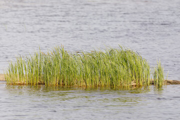 Patch of tall green grass growing on a rock or small island in a calm lake, symbolizing nature and...