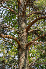 Detailed image of a pine tree trunk with textured bark and curved branches surrounded by green foliage in natural daylight.
