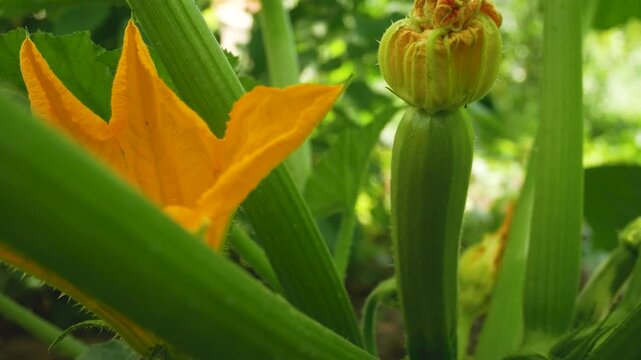 Close-up of a blooming zucchini flower with small zucchini growing among green leaves in the garden. Organic food and healthy diet.