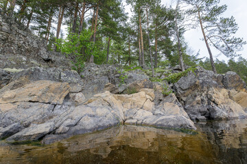 Rocky granite shore meets calm water beneath a dense forest of tall pine trees in a northern...