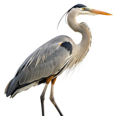 Fototapeta premium a-majestic-heron-standing-gracefully--showcasing- isolated on white background png, ai generated