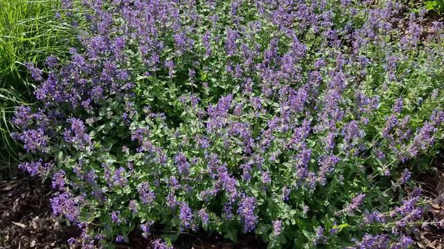 blue sage plants along the sidewalk made interlocking concrete tiles paving crossing with asphalt street