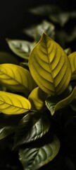 Close-up black and white photograph of schefflera leaves with golden light accents