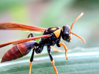 Close up of The Asian hornet (Vespa velutina), wasp on green leaves