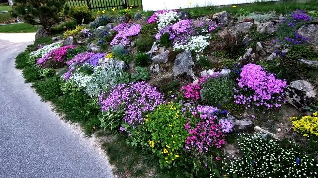 Stunning variety of low cushions of flowers by the house on a slope with stepping stones. Man shows blooming rockeries plants. Luxurious surface in the garden on the street