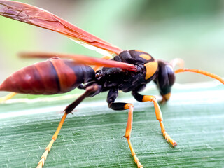 Close up of The Asian hornet (Vespa velutina), wasp on green leaves