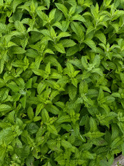 Peppermint Growth, Top View. Medicinal Herbs Concept. Handheld Phone Photo, Selective Focus,...