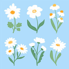 Chamomile flowers collection on blue background. Set of flat daisy flowers with different types of daisies for textile, fabrics, decor, wedding