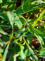 Blade of grass with dewdrops macro photography shining in the morning sun
