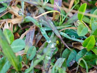 Blade of grass with dewdrops macro photography shining in the morning sun