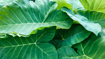 Green taro leaves background, looks fresh. Taro leaves are neatly lined up.Full frame shot of green leaves, green taro leaves full frame natural background