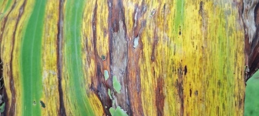 Close up of decayed banana leaf. Close up photo of decayed banana leaf with blurry background