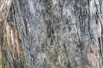 blur photo full frame texture of bark, bark of a tree texture background, old wood texture...