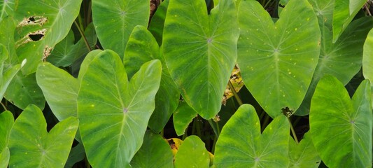 The picture of colocasia esculenta alocasia or taro. Large, green, heart-shaped leaves belonging to...
