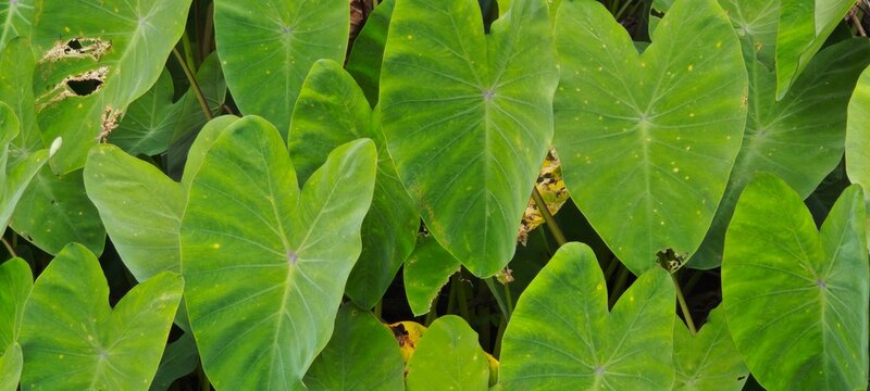 The picture of colocasia esculenta alocasia or taro. Large, green, heart-shaped leaves belonging to Colocasia esculenta, commonly known as taro