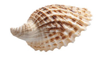 A shell with a brown and white pattern
