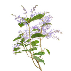 Violet Sandpaper Vine, Petrea Vine isolated on white background, with clipping path   