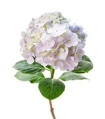 Hydrangea flower, Hydrangea macrophylla, isolated on white background, with clipping path 