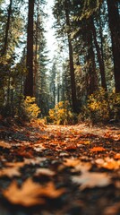 A Forest Path In Autumn Covered With Color