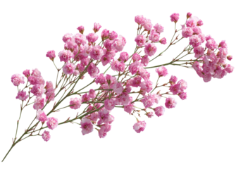 Pink flower shows delicate beauty, captivating everyone with its charm