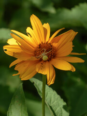 Yellow Helianthus Decapetalus Bloom with Camouflaged Crab Spider