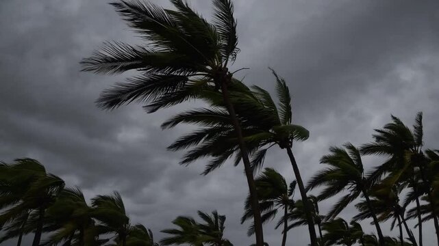 Dark silhouettes of palm trees violently blowing in fierce hurricane winds against stormy night sky, symbolizing natural disaster, weather emergency, chaos, and tropical climate extremes