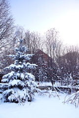 Evening winter landscape with trees covered with snow and country cottages, Europe. Seasonal scene in a Ukrainian village in winter