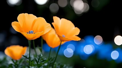 Vibrant orange California poppies blooming against dark background with blue bokeh lights creating dreamy atmosphere, shallow depth of field nature photography.