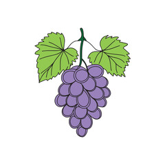 Fototapeta premium Outlined illustration of a grape plant bearing fruit