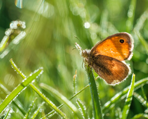 butterfly on a green grass