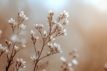 Delicate white wildflowers on brown stems against soft blurred background create dreamy natural composition with gentle morning light and bokeh effect.