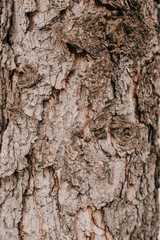 Wood textured surface with fluid natural shapes for abstract background. Wooden brown texture. Space for designs and text. uneven ground. 