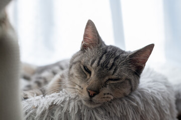 窓辺で眠る可愛い猫　サバトラ猫