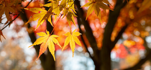 黄色に色づくカエデ	