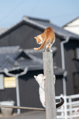 木に登って遊ぶ二匹の可愛い猫	