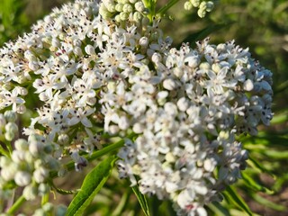 close up of a white flower on a branch.