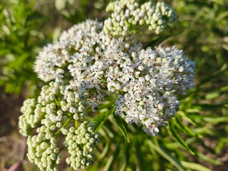 close up of a white flower on a branch.