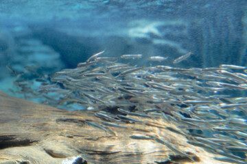 Ayu sweetfish (Plecogllossus altivelis) in the water