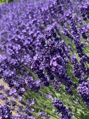 Lavender Field with Honeybee in Bloom