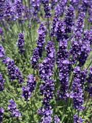 Lavender Field with Honeybee in Bloom