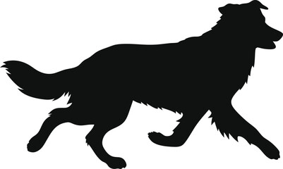 Obraz premium Running Australian Shepherd Silhouette: A Dynamic Outline of the Agile Herding Dog in Motion, Ideal for Expressing Intelligence and Active Spirit on a Pure White Background.