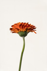 Close-Up of an Orange Gerbera Daisy Flower. Aesthetic Flower Composition
