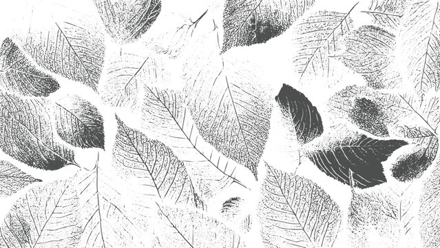 Monochrome Leaf Vein Pattern Detailed Gray Scale Botanical Print Overlapping Leaves Natural Texture White Background Detailed Leaf