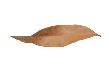 Lychee Dried Leaf PNG Isolated on Transparent Background for Autumnal Designs