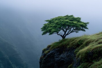 Solitary Tree on Misty Mountain Cliff