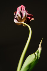 Individual spring bloom showcasing natural tulip beauty on dark surface