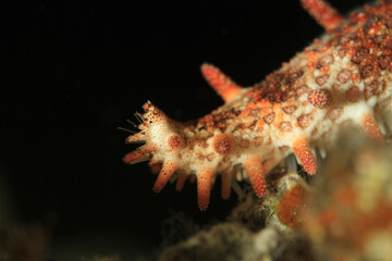 Close-up of the legs at the tip of a starfish limb.