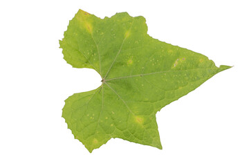 Bright Green Leaf PNG with Transparent Background for Nature Designs