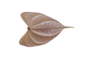 Isolated Heart Shaped Leaf on Transparent Background PNG Botanical Beauty